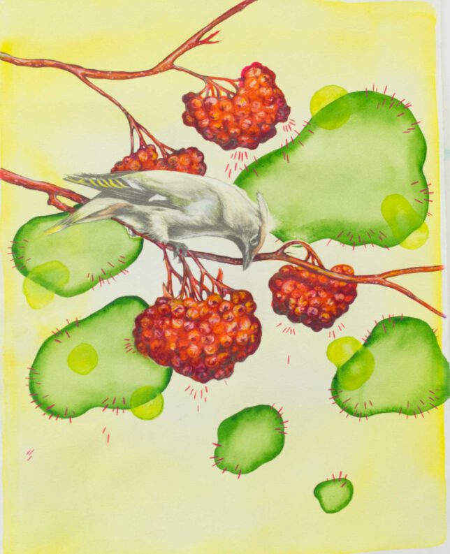 Ekaterina Leo, Forbidden Fruit, 2023, Aquarell, Buntstift und Bleistift auf Bütte, 57 x 38 cm